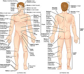 Anatomical regions - By Connexions (http://cnx.org) via Wikimedia Commons 