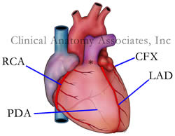 Coronary Arteries. The [*] indicates the left coronary artery