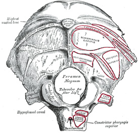 External view of the occipital bone. Public domain