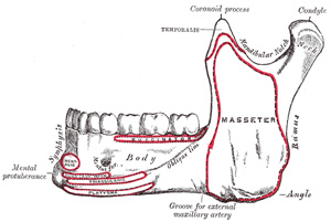 Lateral view of the mandible. Public domain