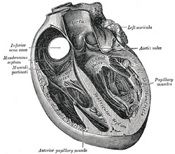 Axial cross-section of the heart. Public domain