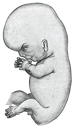 Lateral view - Human embryo about eight and a half weeks old. Public domain