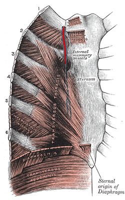Posterior view of the right side of the chest depicting the internal mammary vessels
