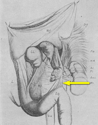 Original image of the "Muscle of Treitz"