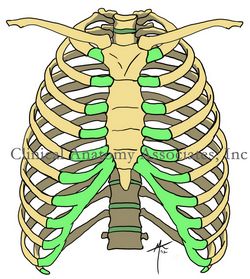 Anterior view of the thorax