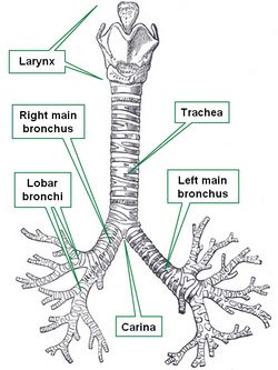 Tracheobronchial tree. Modified from Gray's Anatomy