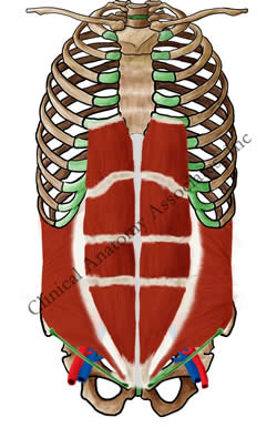 Anterior view of the abdominal wall 