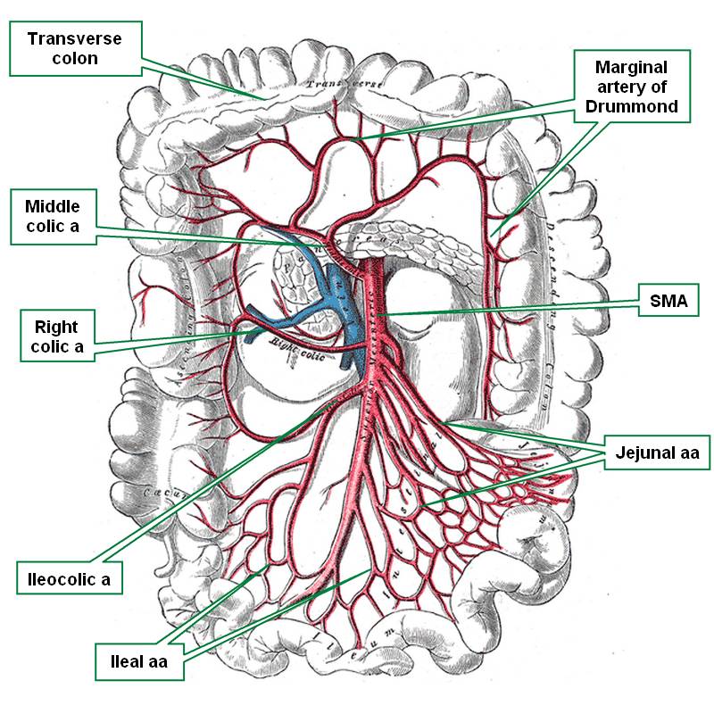 Marginal Artery Of Drummond Marginal Artery Of Drummond