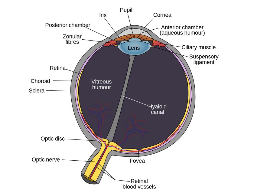 Schematic Diagram Of The Human Eye