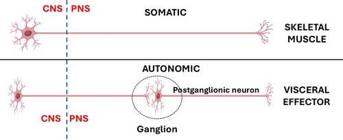 The classic neuronal organization of the somatic and and autonomic components of the nervous system The classic neuronal organization of the somatic and and autonomic components of the nervous system