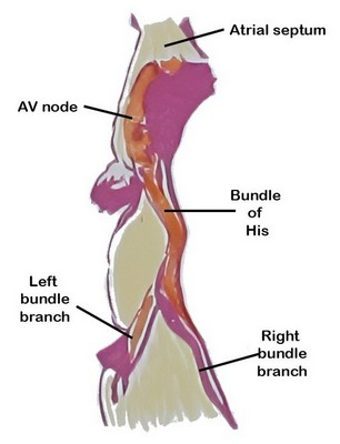 AV node as depicted by Sunao Tawara AV node as depicted by Sunao Tawara