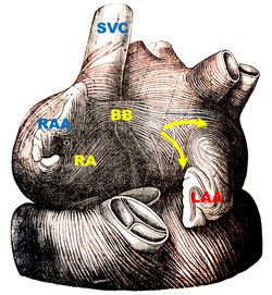 Image from Testut & Latarjet (1931) showing Bachmann's bundle