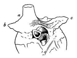 Original image showing Bachmann's bundle