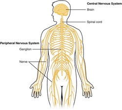 Human Nervous system , the CNS and PNS Human Nervous system , the CNS and PNS