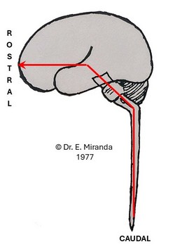 Axes of the CNS (Dr. Miranda, 1977) Axes of the CNS