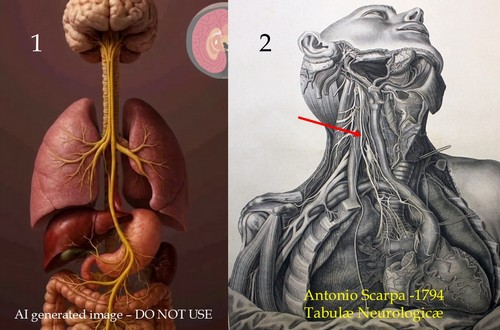 Comparison of an incorrect AI generated image of the Vagus nerve and a 1794 image by Scarpa Comparison of an incorrect AI generated image of the Vagus nerve and a 1794 image by Scarpa