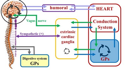 Cardiac Rhythm Control Schematic Cardiac Rhythm Control Schematic