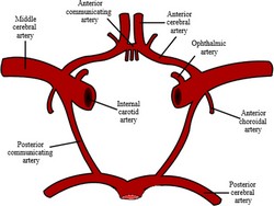 Arterial circle of Willis  (Wikipedia.en.com