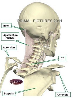 Posterior view of the head and neck (Primal Pictures)