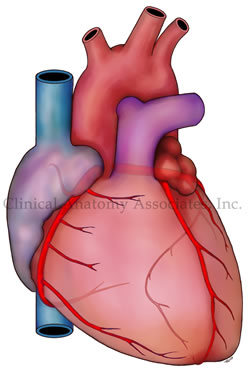 Anterior view of the heart and coronaries