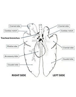 Pig lungs, ventral view Pig lungs, ventral view