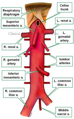 Abdominal aorta</span></span> </span><span style=