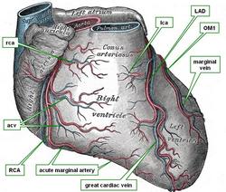 LAD= left anterior descending artery; lca=left conal artery; OM1= obtuse marginal artery 1; rca= right conal artery; acv=anterior coronary veins; RCA=right coronary artery 