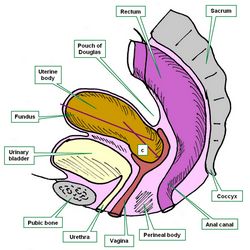 Female pelvis, lateral view. c=cervix. The purple lines represent the main axes of the uterine body and the uterine cervix 