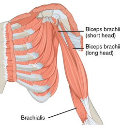Biceps brachii muscle - Image modified from the original, Wikimedia Commons. Public domain