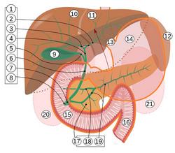 1. Bile ducts: 2. Intrahepatic bile ducts 3. Left and right hepatic ducts, 4. Common hepatic duct 5. Cystic duct 6. Common bile duct 7. Ampulla of Vater 8. Major duodenal papilla 9. Gallbladder 10–11 Right and left lobes of liver 12. Spleen. 13. Esophagus 14. Stomach Small intestine: 15. Duodenum, 16. Jejunum 17. Pancreas: 18: Accessory pancreatic duct, 19: Pancreatic duct. 20–21: Right and left kidneys (silhouette). The anterior border of the liver is lifted superiorly (brown arrow). Gallbladder in longitudinal section, pancreas and duodenum in frontal section. Intrahepatic ducts and stomach in transparency.
