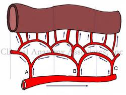 Collateral circulation. The arrows indicate direction of arterial blood flow. The dashed lines delimitate vascular territories