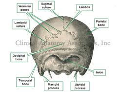 Cranium, posterior view. (Toldt's Anatomy Atlas) 