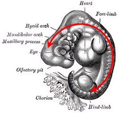 Lateral view of an embryo (Henry Van Dyke Carter - Gray's Anatomy - Public Domain) Lateral view of an embryo