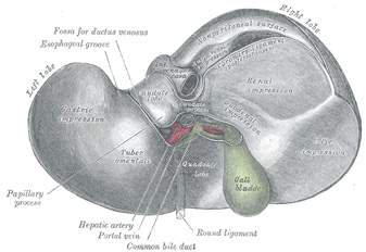 Inferior surface of the liver. The gallbladder is depicted in green.. Public domain