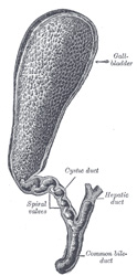 Gallbladder and cystic duct. Public domain