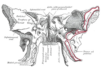 Anterior view of the sphenoid bone. Public domain