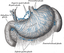 Lymphatics of the stomach. Public domain