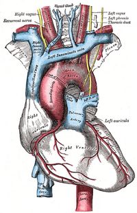 Anterior view of the heart and great vessels. Gray, 1918