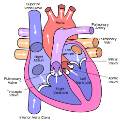 Circulation of the blood through the heart (Wikipedia)