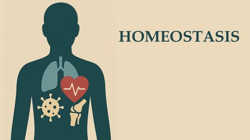 Homeostasis Homeostasis
