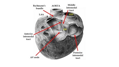 Internodal bundles according to James (1963) Internodal bundles according to James (1963)