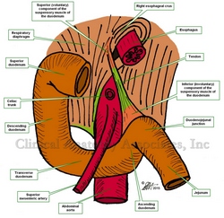 Anterior view of the duodenum and the suspensory muscle of the duodenum