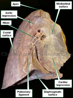 Medial surface of a left lung