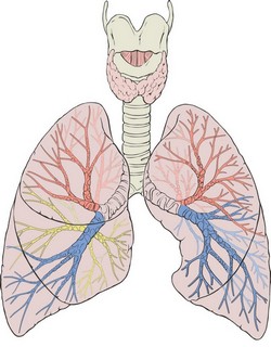 Anterior view of the human lungs and tracheobronchial tree Anterior view of the human lungs and tracheobronchial tree