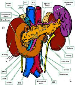 Retroperitoneal organs