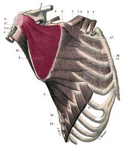 Subscapularis muscle - Image modified from the original by Henry VanDyke Carter, MD. Public domain