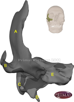 Temporal bone (anterior view)
