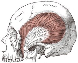 Temporalis muscle