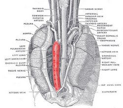 Posterior view of the contents of the thoracic cavity. The descending aorta is highlighted in red