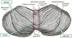 Superior view of the cerebellum (modified from Gray's Anatomy)